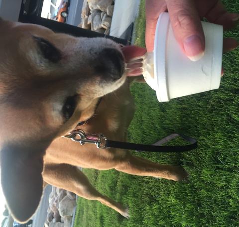 Dog licking ice cream from a cup.